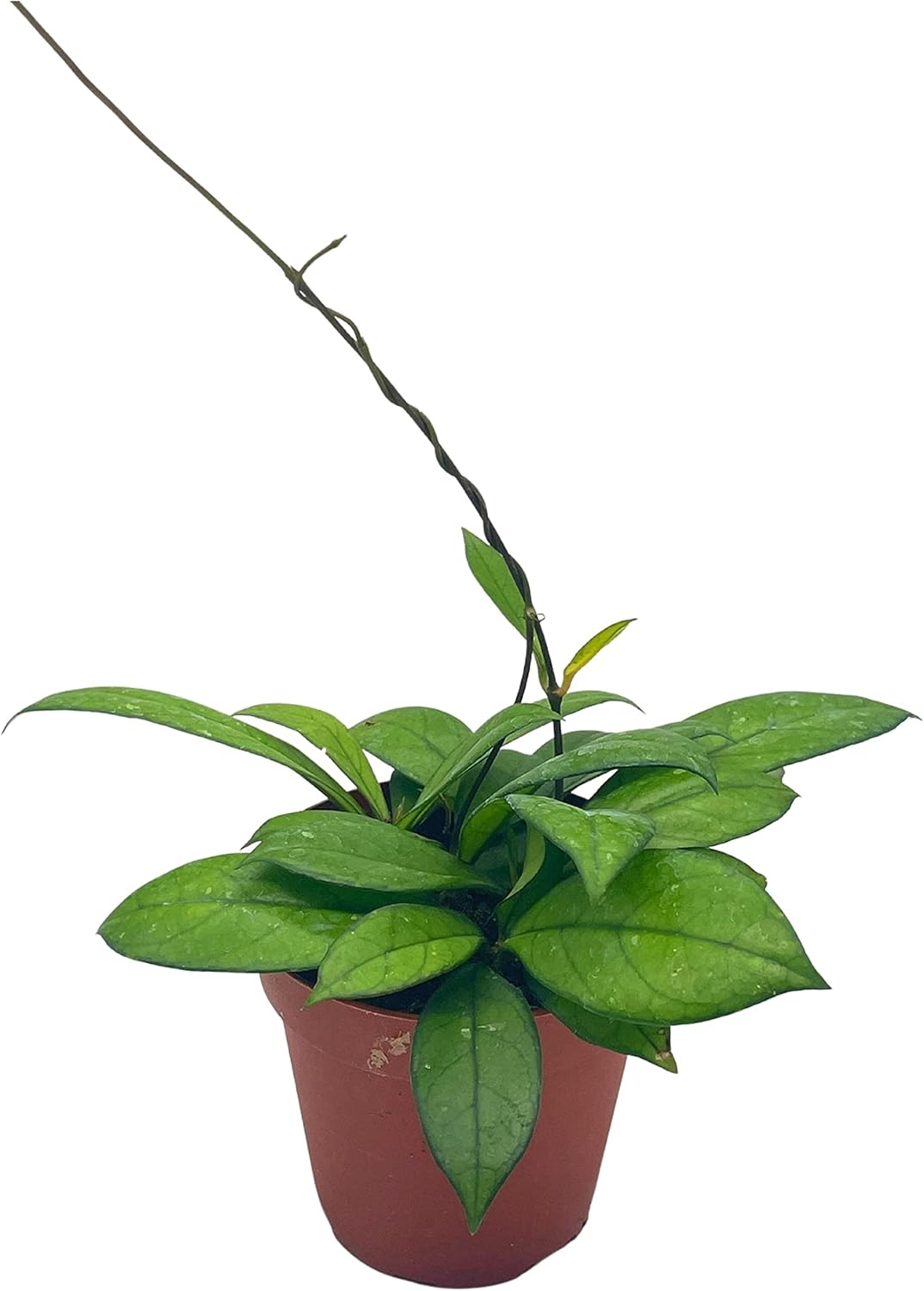 BubbleBlooms Hoya Crassipetiolata in a 4 inch Pot Rare Limited Availability Hoya