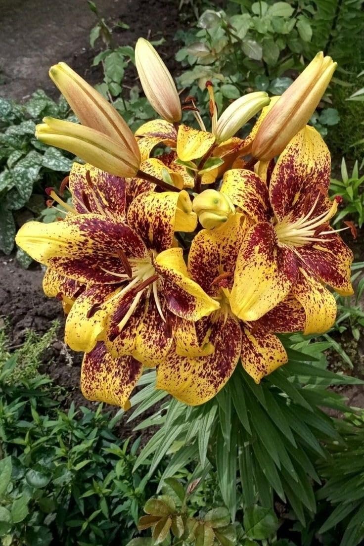 SVG® Oriental lily Lilium Imported Double Flower Bulbs For Your Home & Garden pack of 3 bulbs (DARK YELLOW)-image-28
