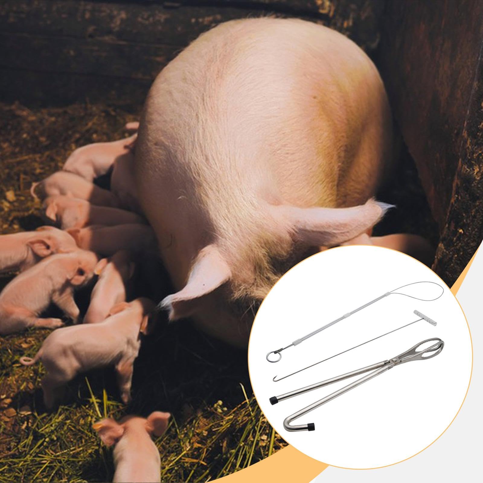 Kit de 3 Herramientas para Partería de Cerdos, Alicates, Ganchos, Cuerdas, Herramientas, Equipo Veterinario