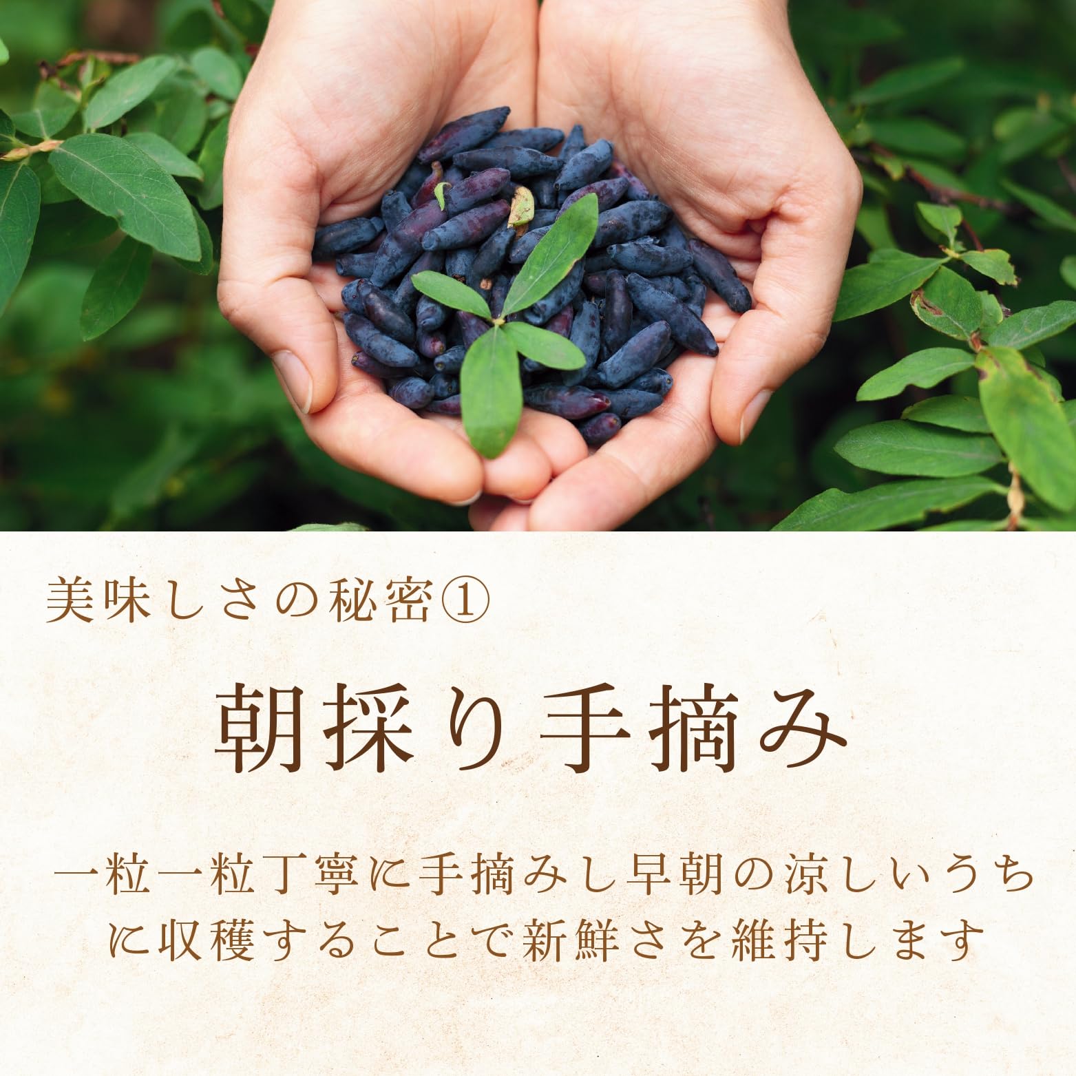 Amazon | 山本農園 【 冷凍 ハスカップ 1kg 】北海道 美唄産 2025年度