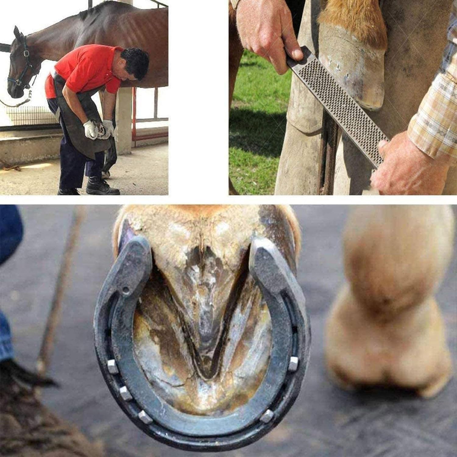 Farrier Tools, Alicates multifuncionales para Recortar pezuñas de 16", Recortadores de pezuñas Veterinarios Ajustables para Cabras, ovejas, Cerdos, Ganado Vacuno y Caballos