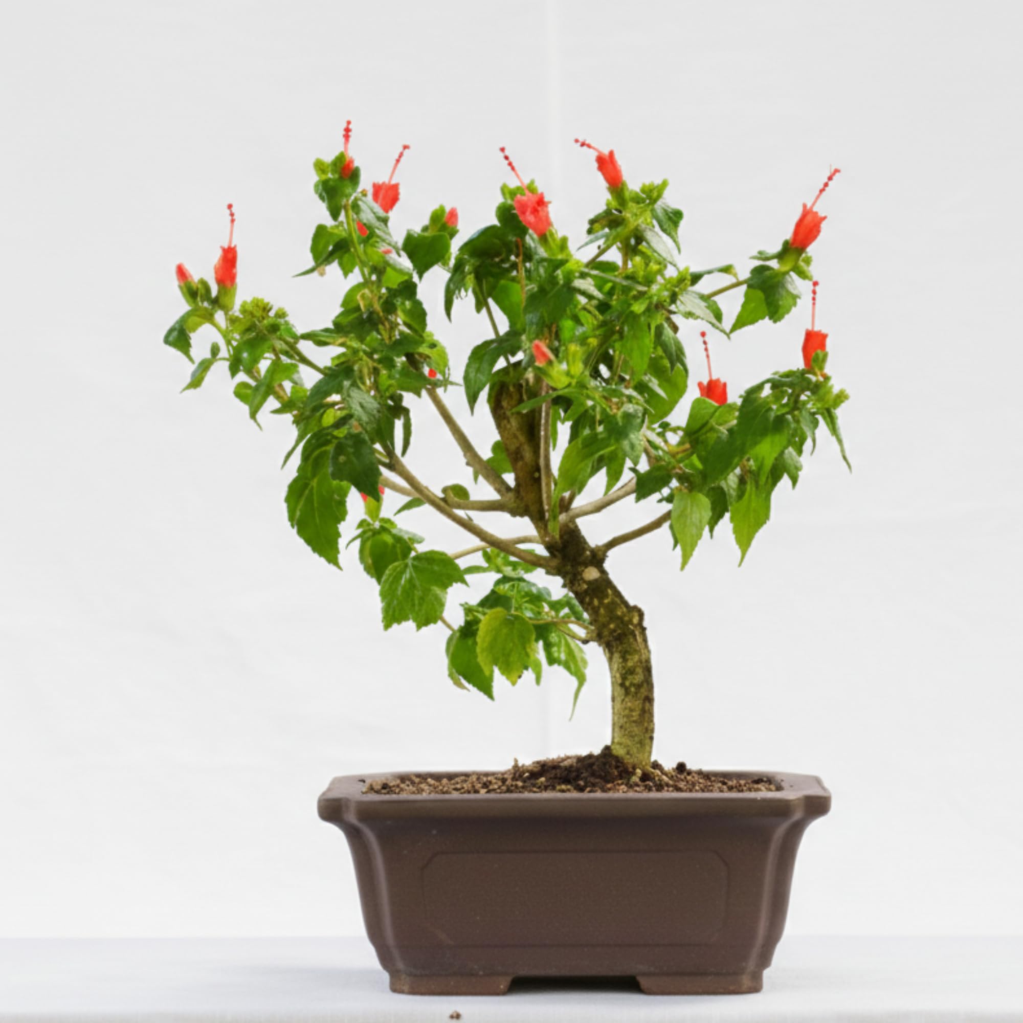 EARTHSCAPE Mini Sleeping Hibiscus (Malvaviscus) Bonsai Live Plant with Pot – Dwarf Evergreen Flowering Plant – Red Turban Blooms – Compact Ornamental & Flowering Sapling-image-39