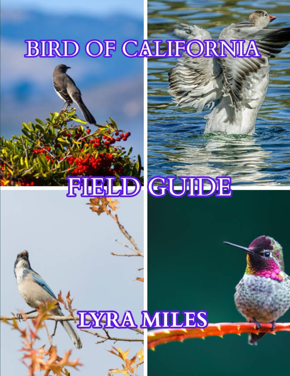 Bird of California field guide: Arizona Bird Identification Discover Bird Types, Habits, and Behaviors Across Deserts, Mountains, Wetlands, and Backyards