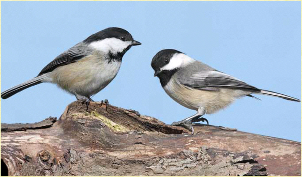 Chickadee Wallpapers - App on Amazon Appstore