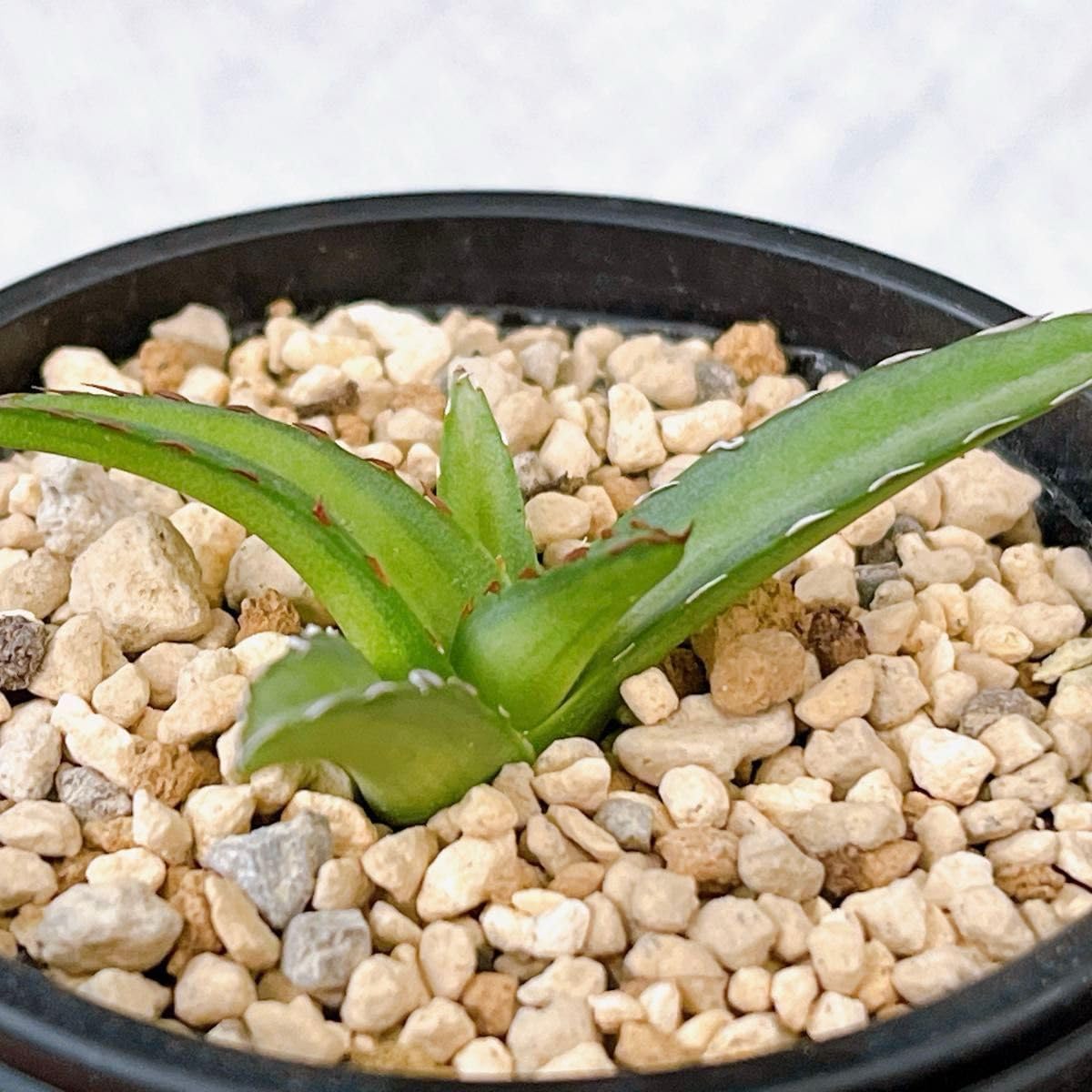 Amazon.co.jp: 『黄金山』 笹の雪錦 斑入り アガベ 多肉植物 : ホーム