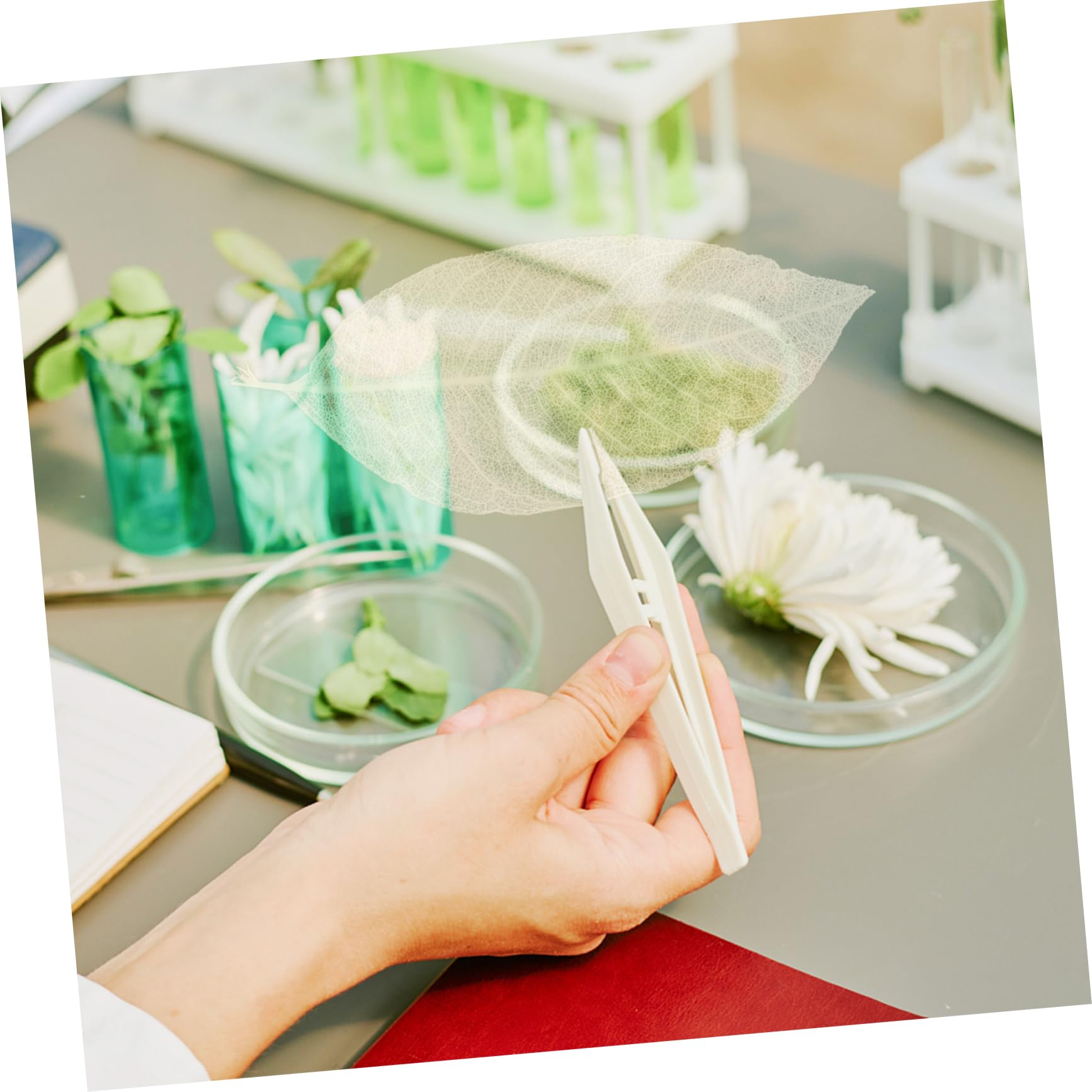 Spécimen de Feuilles Séchées Naturelles 100 Pcs, Blanc | Matériaux de Bricolage Faits Main, Feuilles Blanches Résistantes, pour Création Artistique et Fêtes