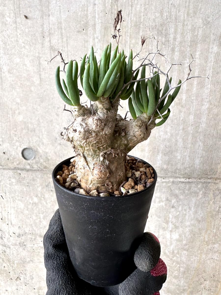 コレクション株 大きめの チレコドン レティキュラータス 発根済み