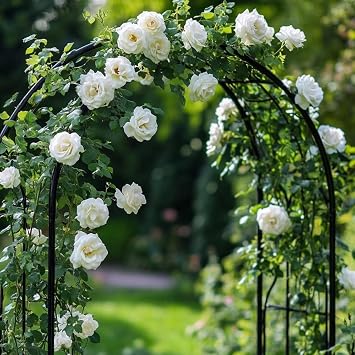 50+ Climbing White Rose Seeds Bush Flowers Garden Planting
