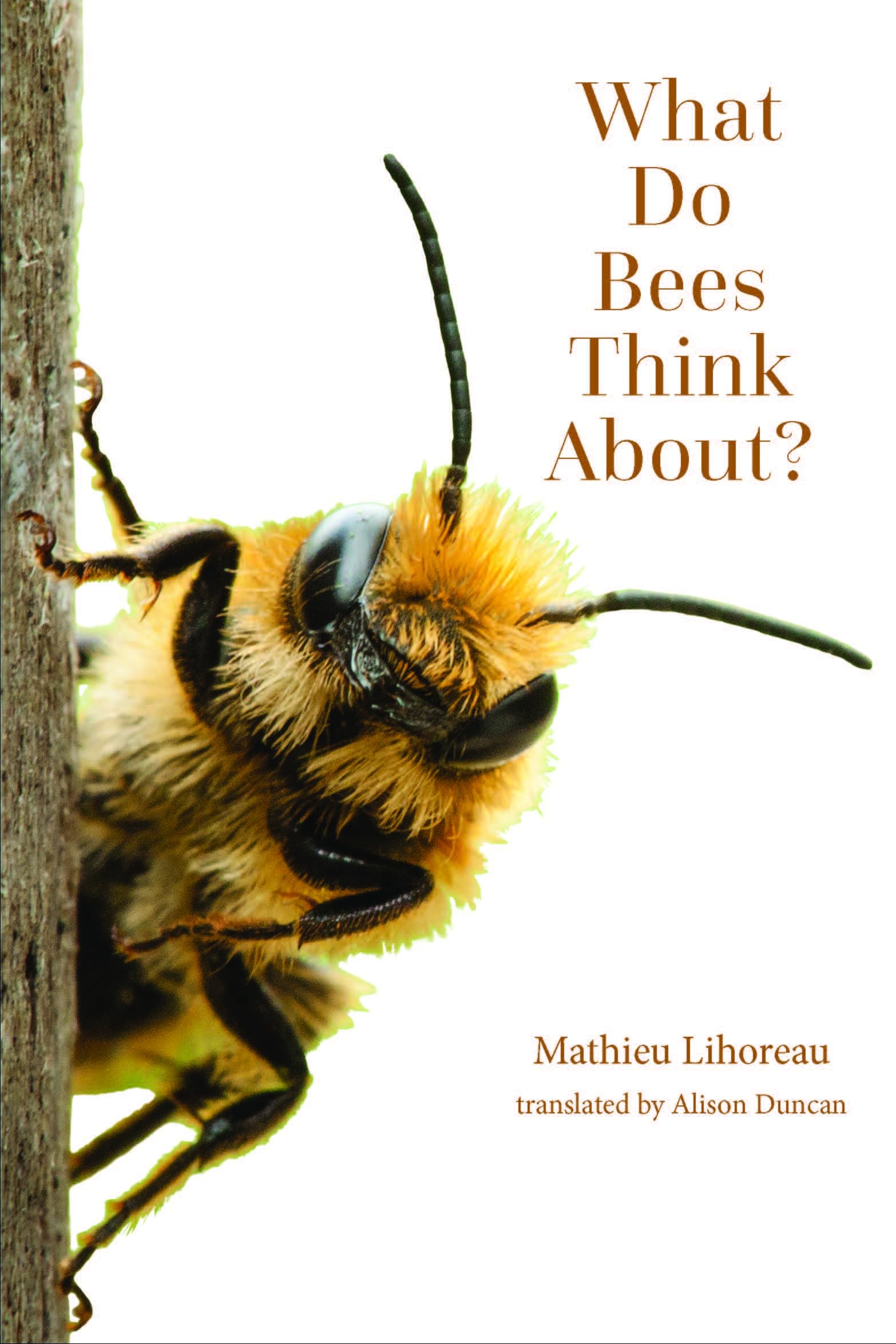 What Do Bees Think About? (The World of Animals) (Animal Worlds)