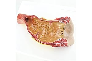 Skeleton Model Human Rectal Anal Canal Anatomical Model