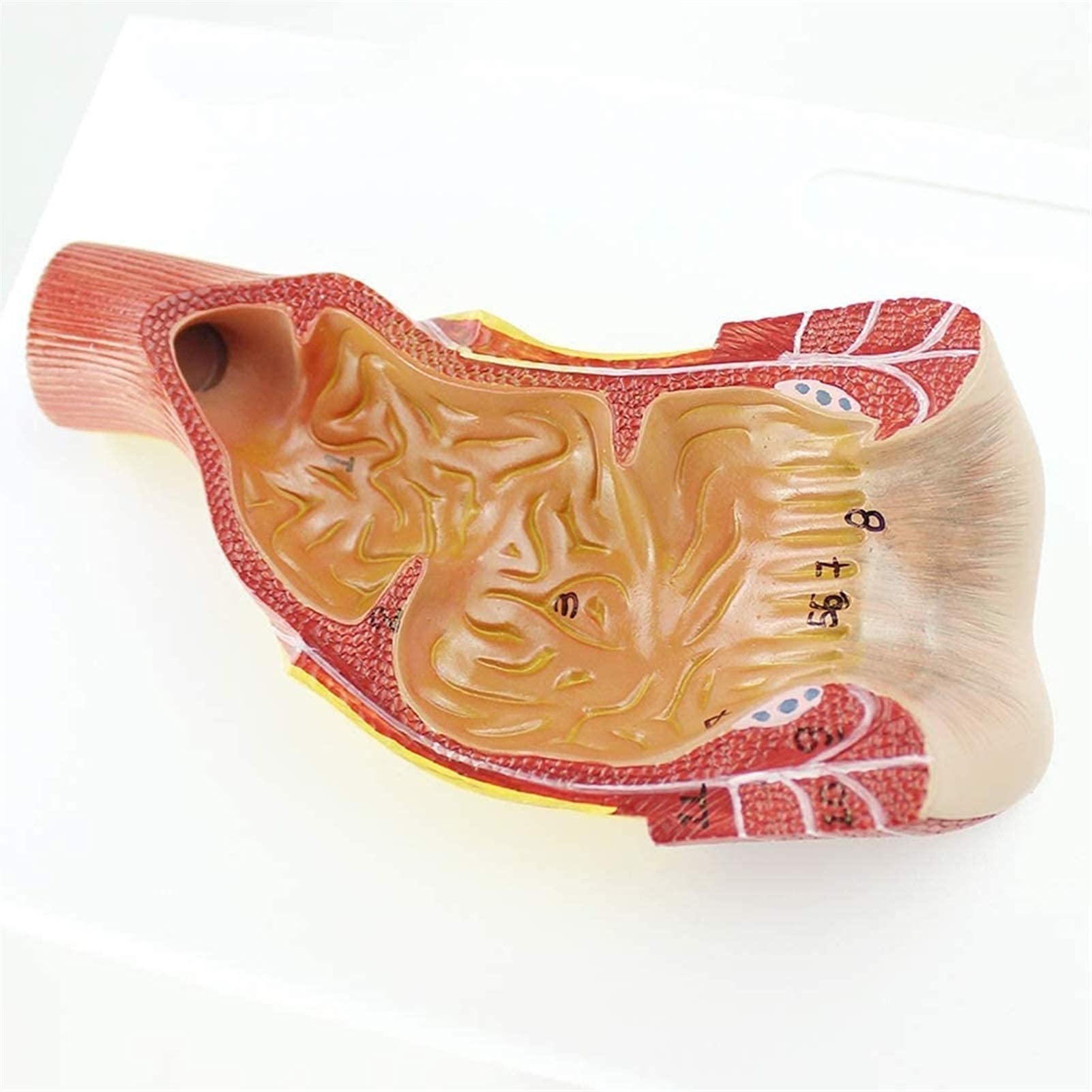 Model anatomiczny, model ludzkiego kanału nicy - narząd ludzki - medyczny model kanału nicy - materiał PCW model anorektalny do nauki nauczania modów medycznych model szkieletu