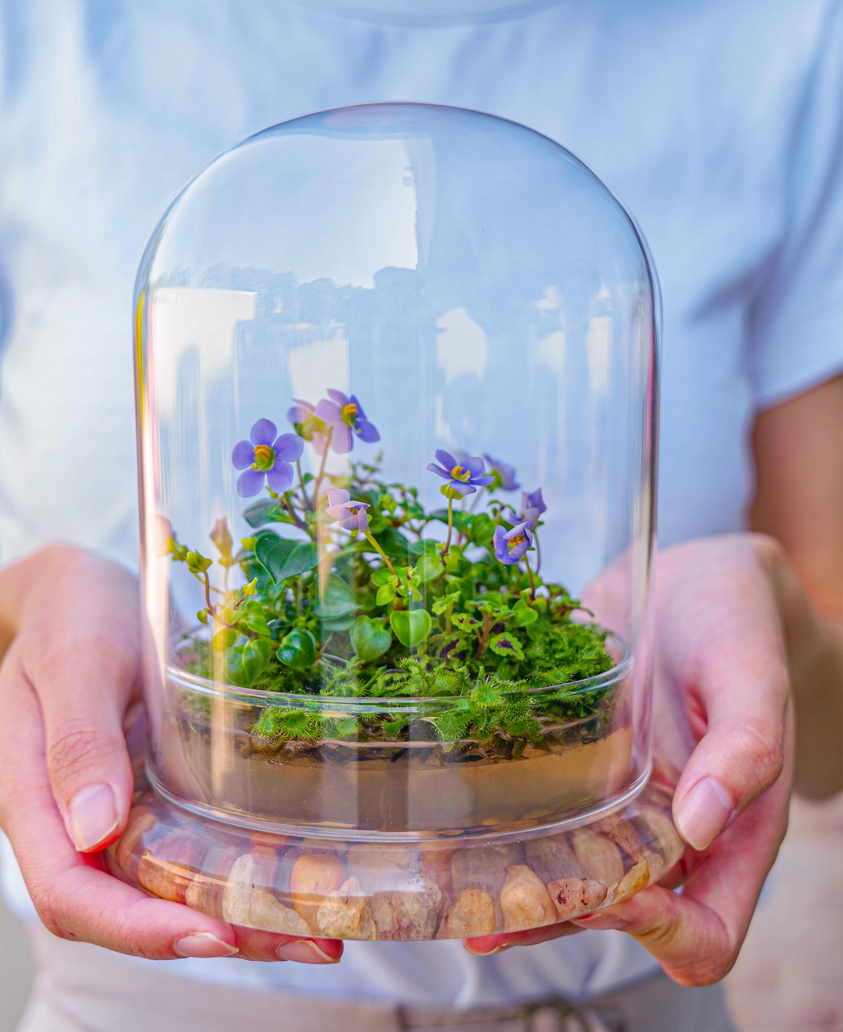 Bloomify Persian Violet, Sundew Moss and Coleus in Terrarium Jar, a Small Oasis of Greenery in The City, Easy to Grow and requiring Minimal Care, is a Source of Happiness in The Home.