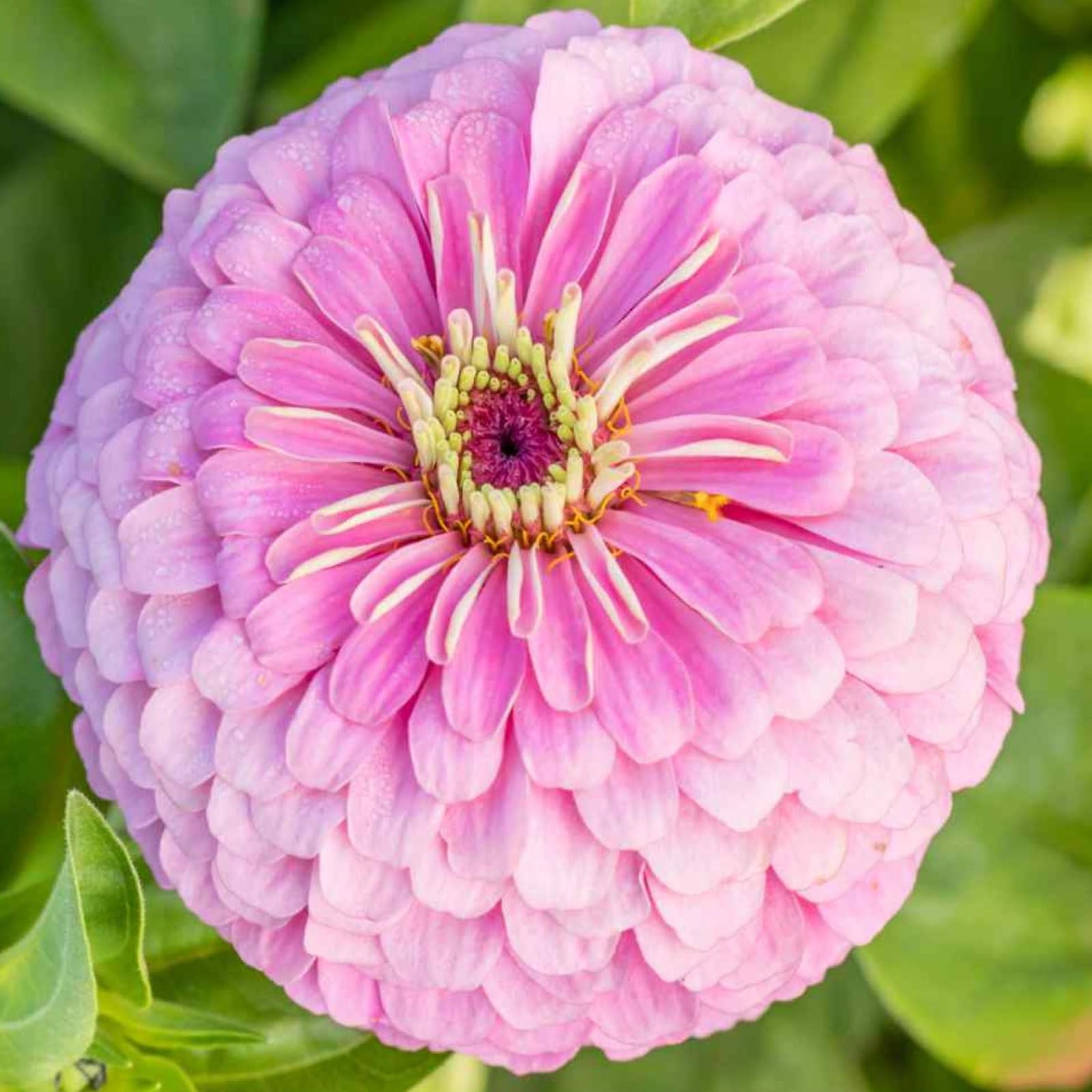 Plant World Seeds - Zinnia Elegans Pink Princess Seeds (Annual Flower Seeds)