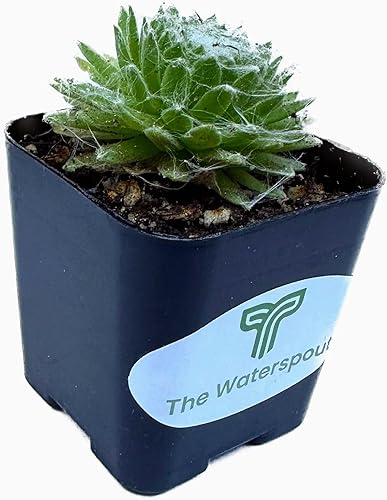 Miniatura 3 de The Waterspout Colecciones de cactus suculentas de 2 pulgadas (gallinas y pollitos Serpervivum)