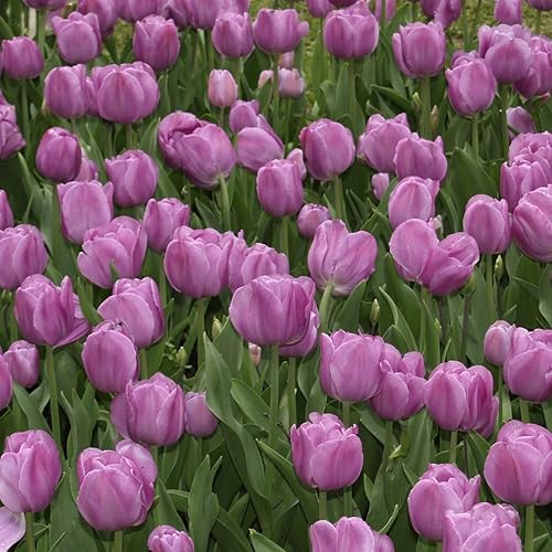 Miniatura 11 de Tulipanes de doble floración estilo peonía, 10 bulbos, flores de primera calidad rojas, rosas, blancas, amarillas y naranjas, plantas perennes