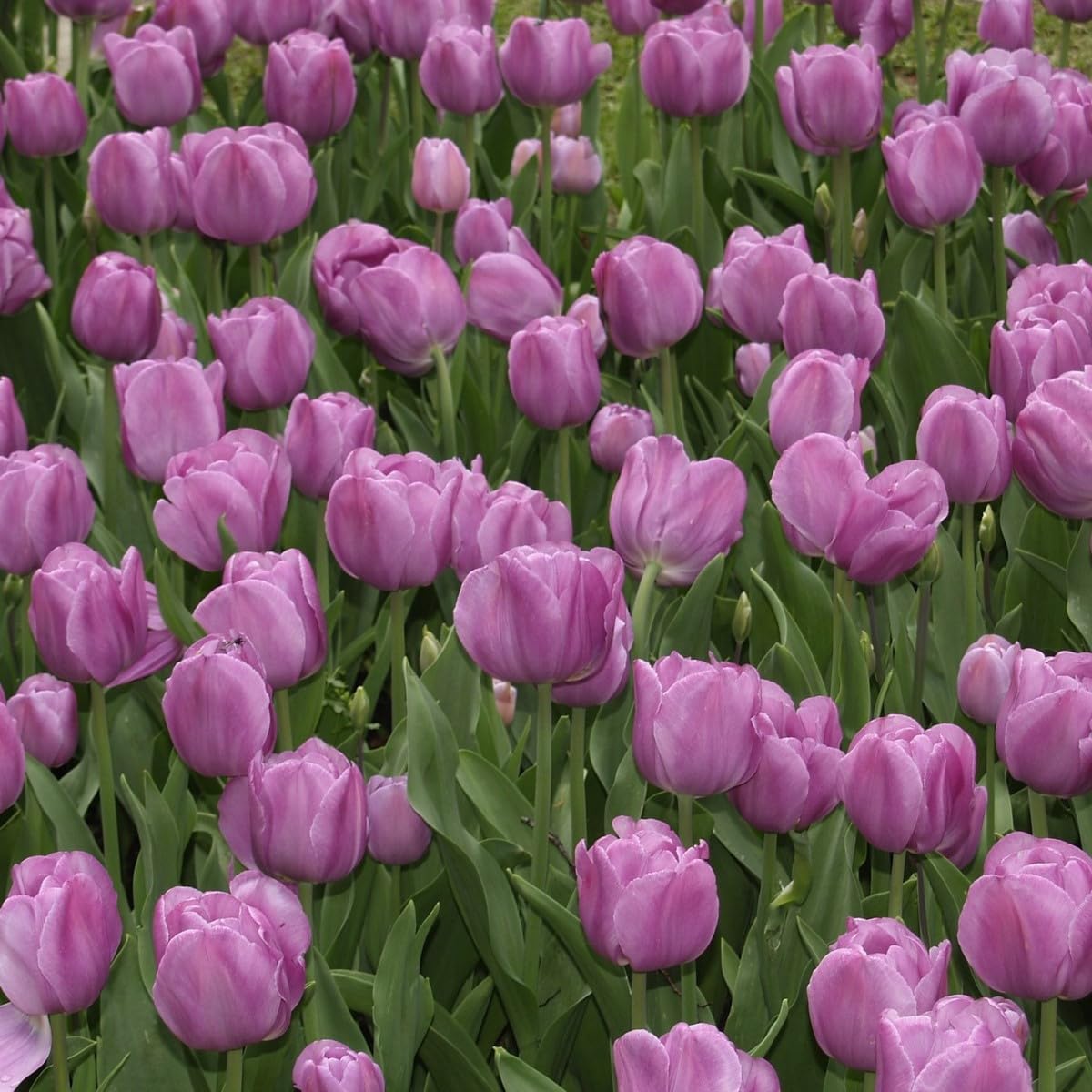 Lavender Purple Triumph Tulip