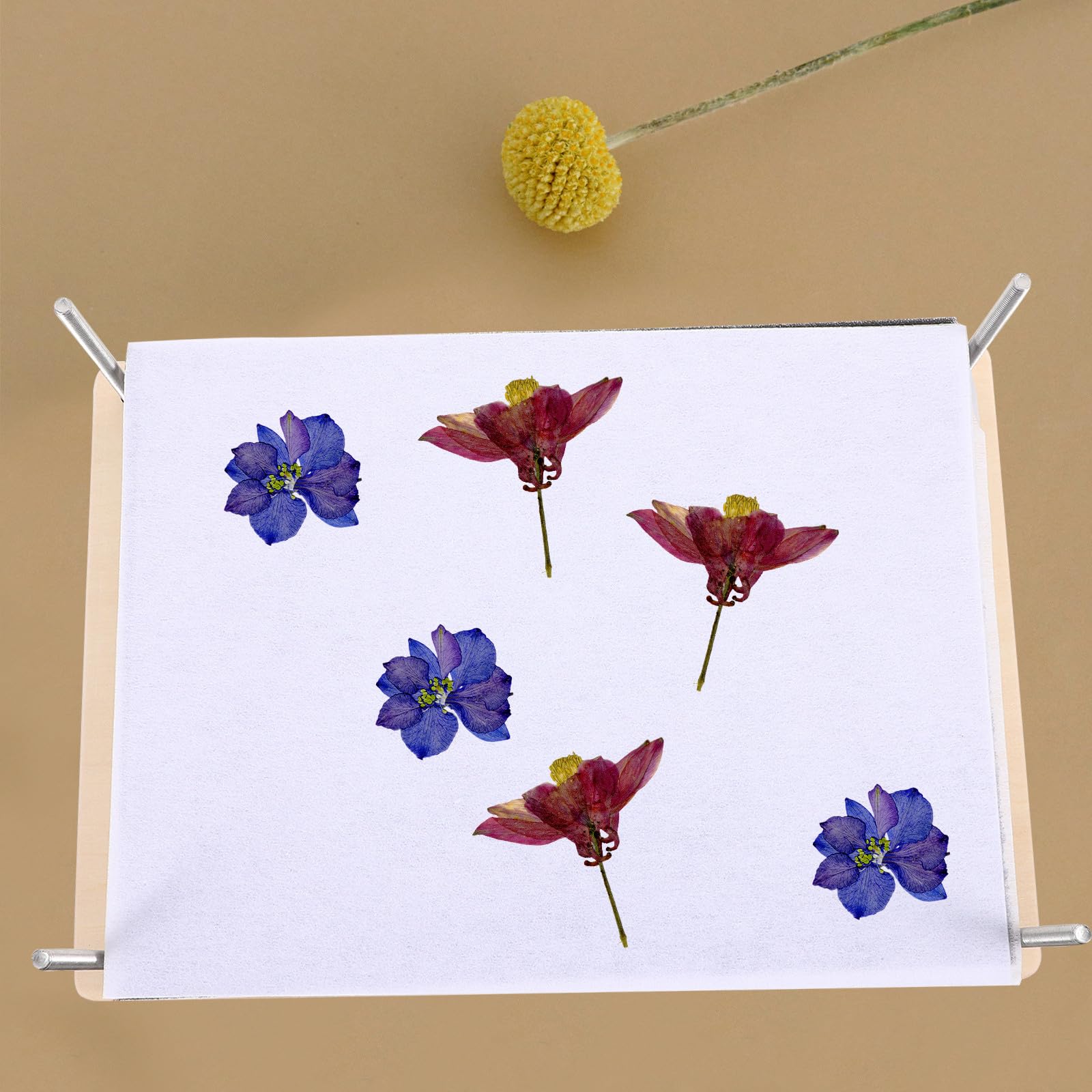 COOLHIYA 1set Pressa per Fiori Professionale Kit DIY con Strumenti per Pressatura Piante e Foglie Pressa Erbario Multistrato per Conservazione Fiori e Foglie Strumento Didattico Naturale