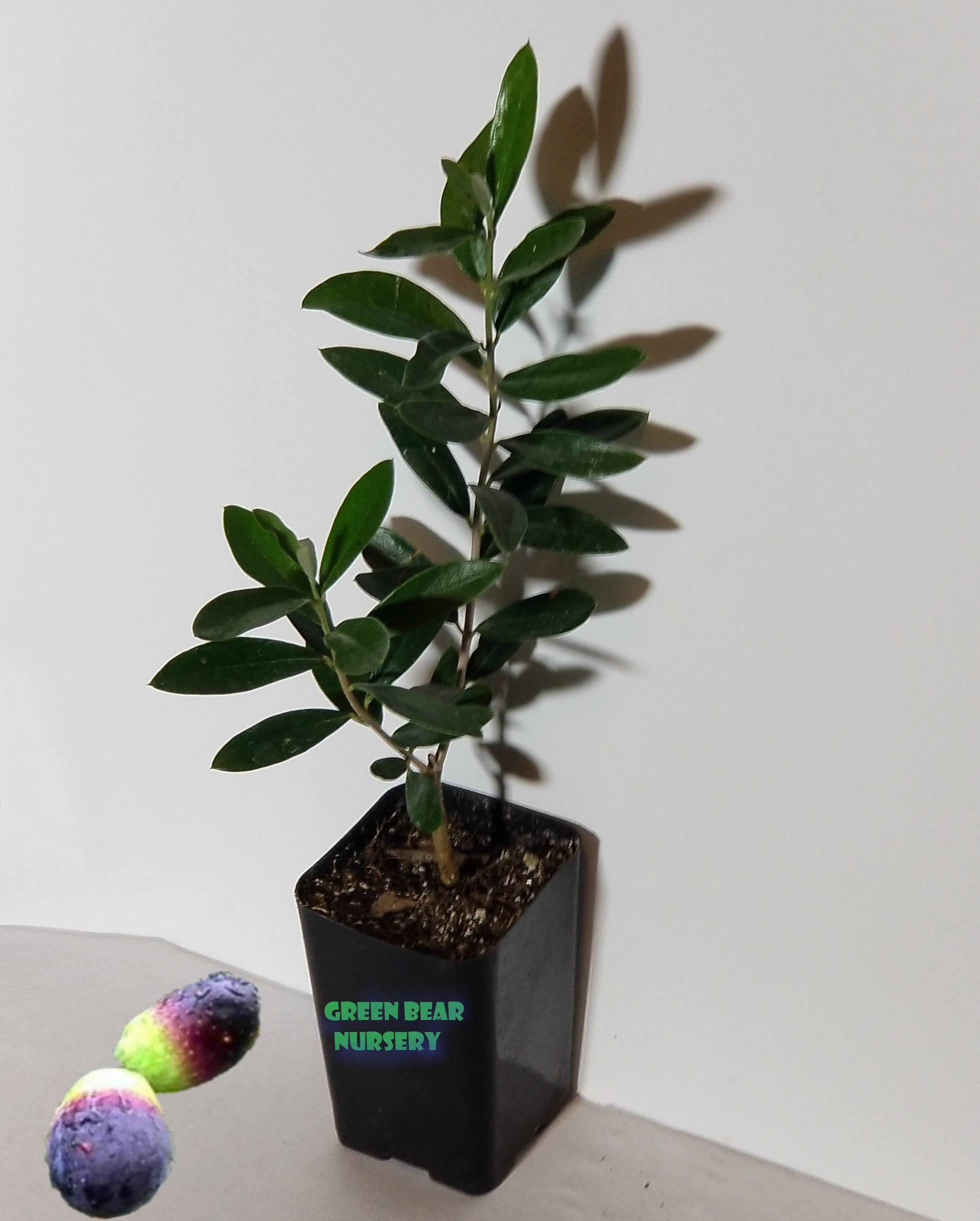 Mission Olive Tree Live Plant Cold Hardy Fruiting Olive Tree " 8" to 12" Tall Starter Plant Ships Potted (Starter Tree)