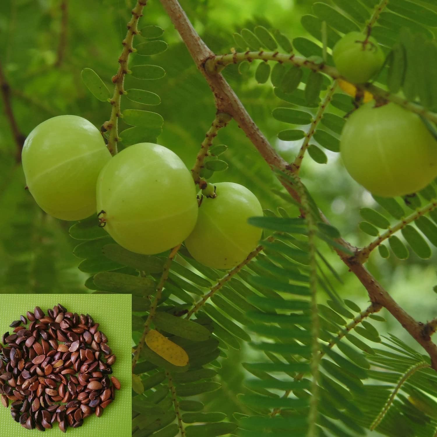 Organic Seeds of Dwarf Verity Amla, Indian Gooseberry (Hybrid Seeds) Pack of 20 Seeds (B0BLZND5H3) Amazon Price History, Amazon Price Tracker