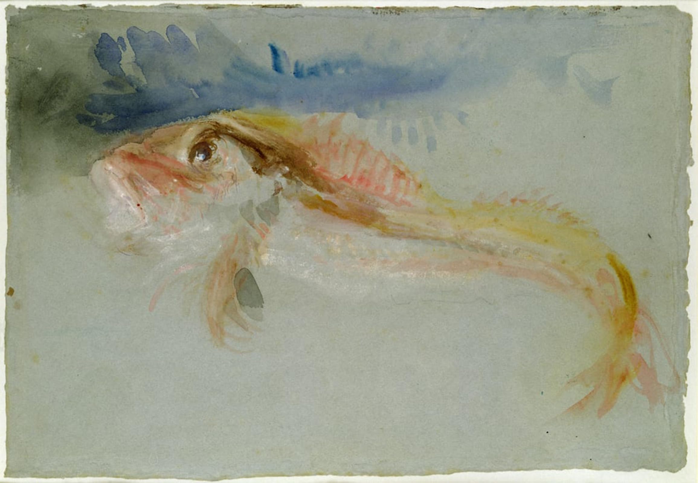 POSTERIIk Famous Animal Posters Vintage Picture a Gurnard by Mallord William Turner Modern Wall Decor for Home Decor 60x90cm