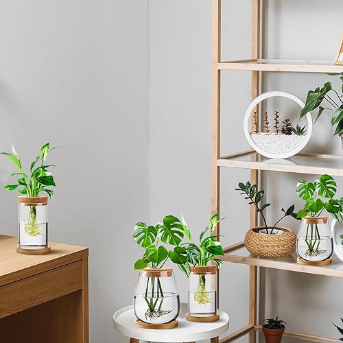 Miniatura 6 de Layhit 4 piezas de estaciones de propagación de plantas, jarrones de vidrio con tapa de madera y soporte de bambú para plantas hidropónicas, regalos