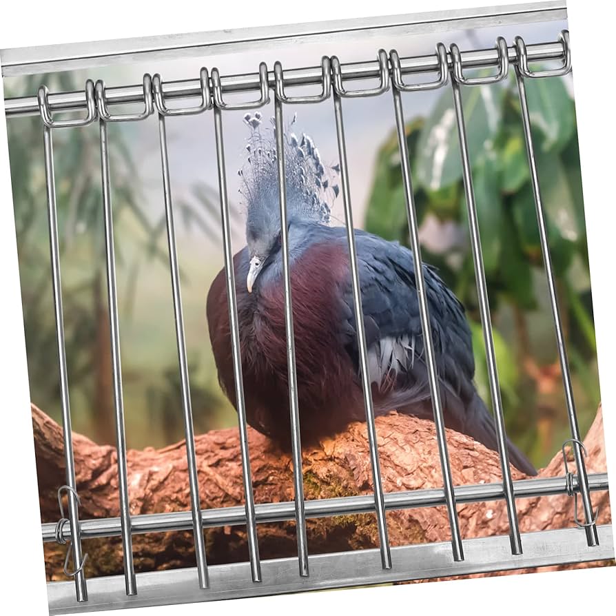 鳩 レース鳩｜種鳩紹介｜輸入系1-4｜山形のモアクロフト