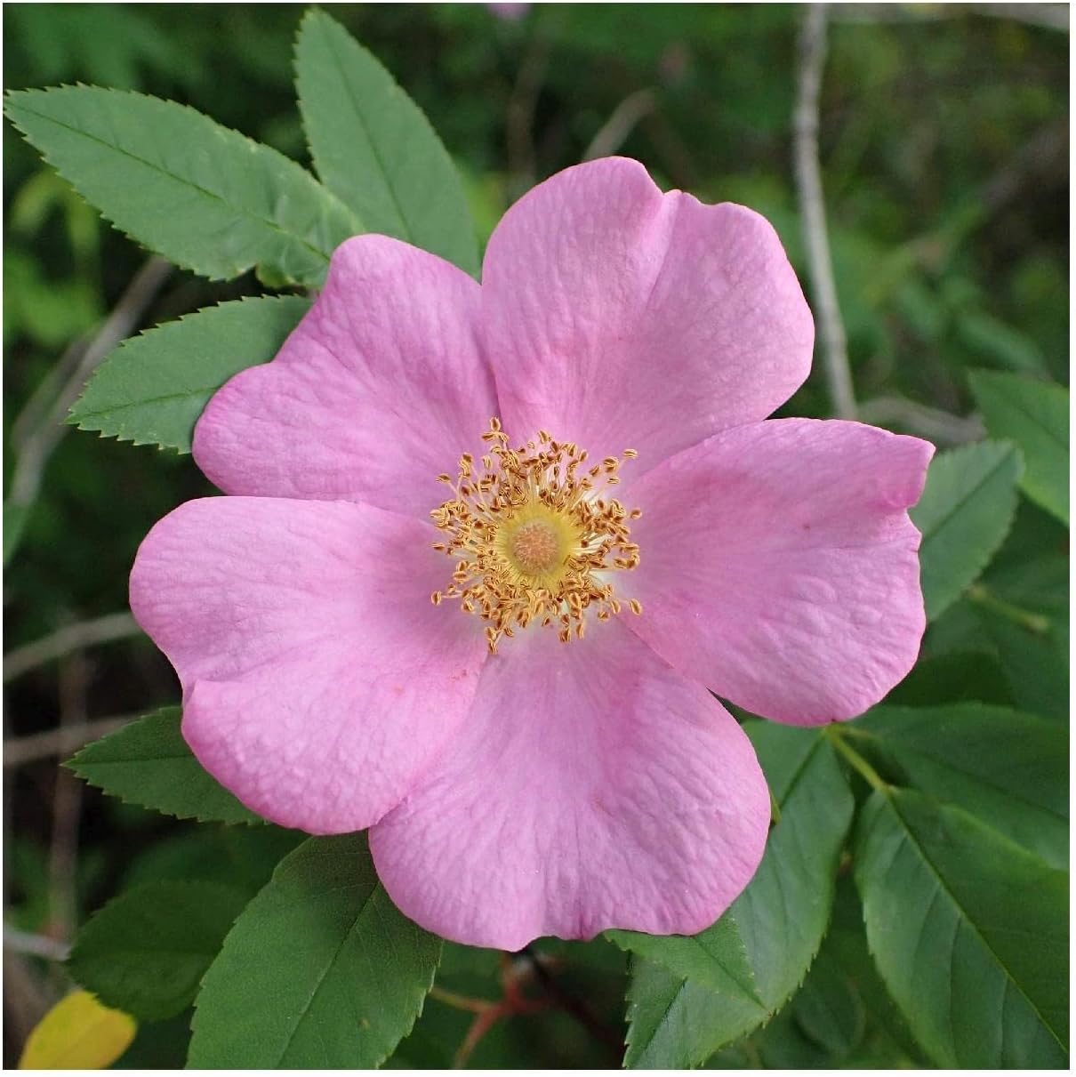 Everwilde Farms - 1 Oz Swamp Rose Native Wildflower Seeds - Gold Vault