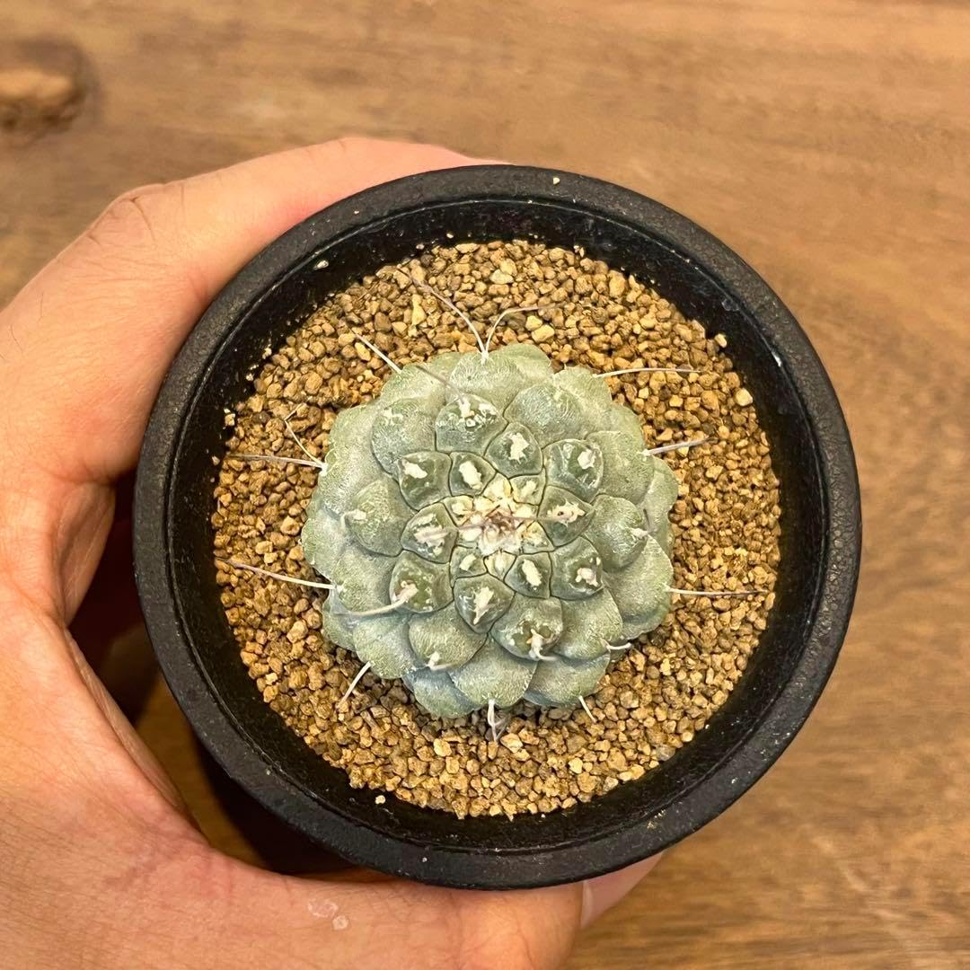 希少】 ストロンボカクタスディシフォルミス 菊水 サボテン塊根植物 希少】 ストロンボカクタスディシフォルミス 菊水 サボテン塊根植物