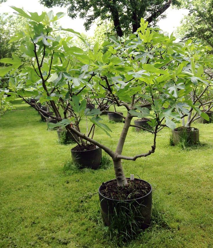 Mphmi Live Plants Nursery Garden Anjeer Nursery plant Anjeer hybrid fruit live plant Common fig - Plant (B0BV29PG8D) Amazon Price History, Amazon Price Tracker