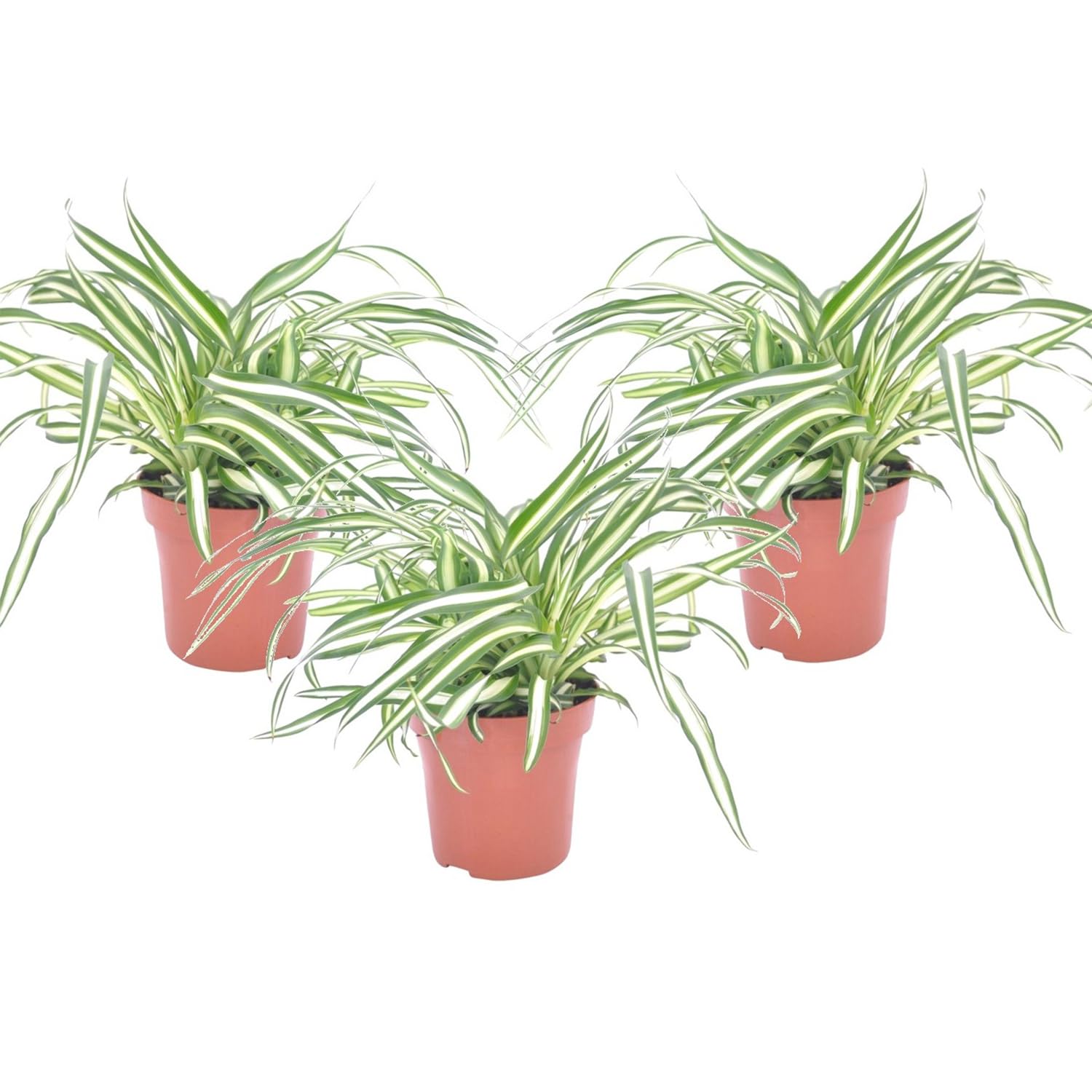 Plant in a Box - Chlorophytum comosum 'Atlantic' - Set de 3 - Lis d'herbe - Plante araignée - Pot 12cm - Hauteur 25-40cm