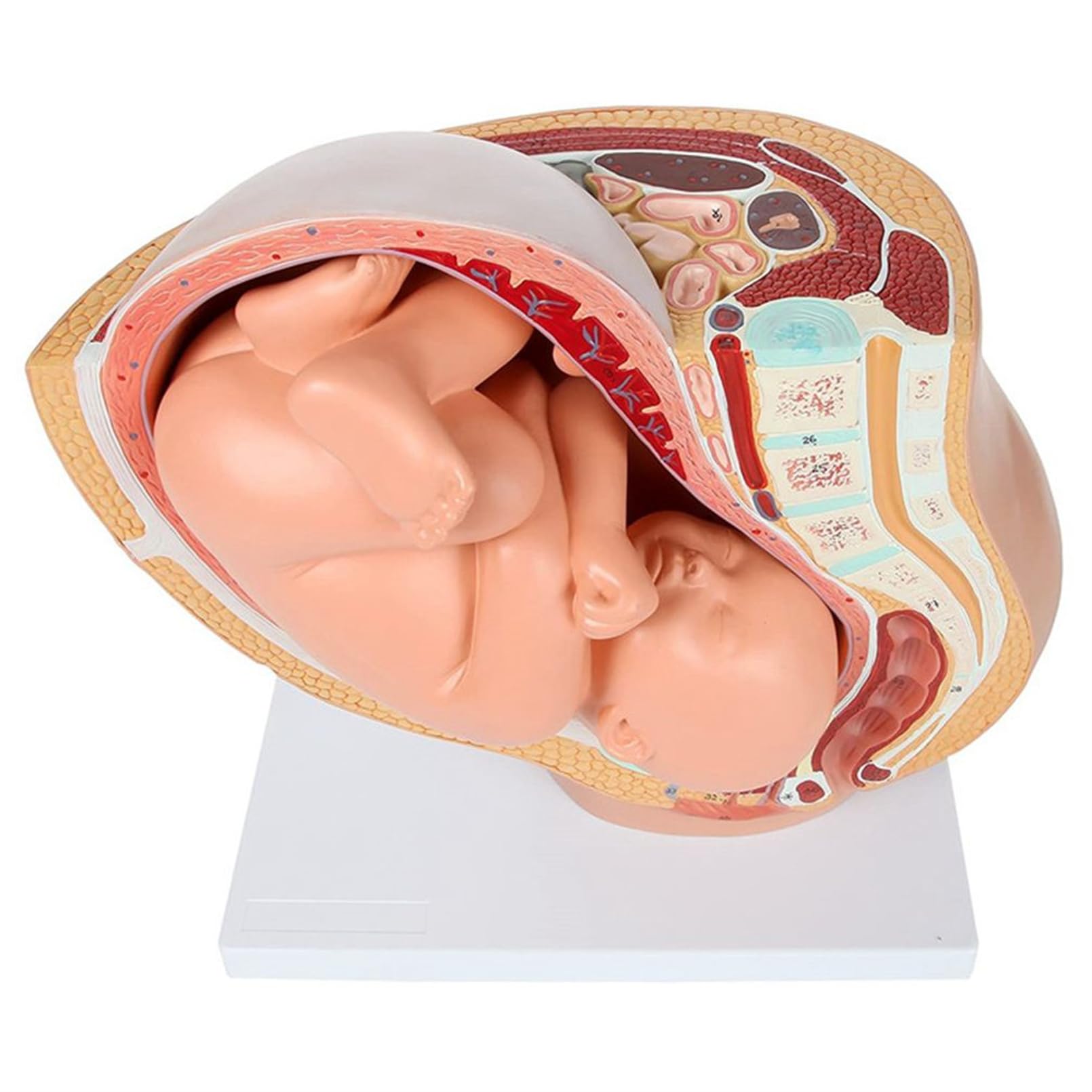 Pelvis féminin AMITD modèle fœtus 9 mois bassin anatomie grossesse