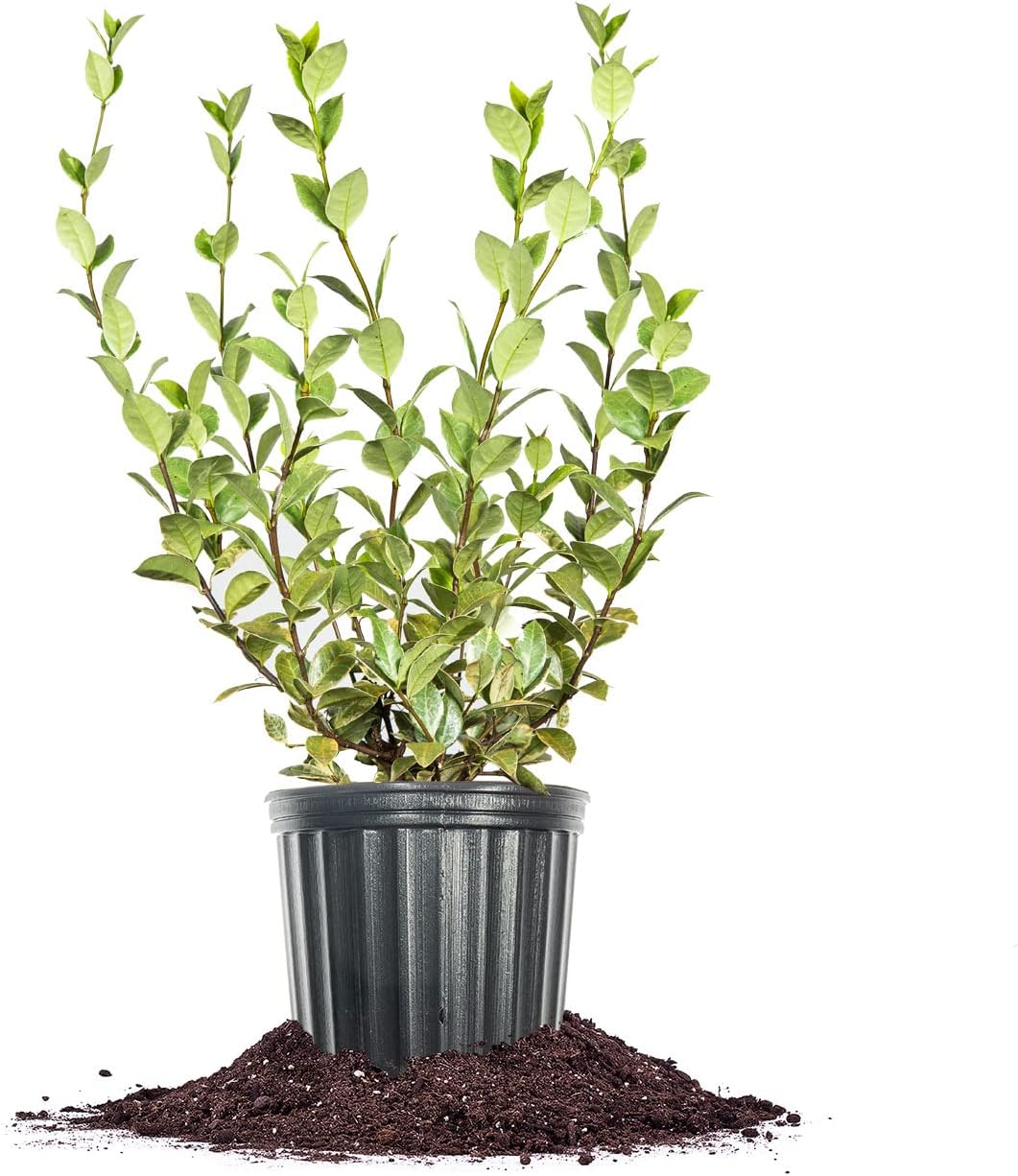Perfect Plants Variegated Confederate Jasmine Vine Live Evergreen Outdoor Planting Creeping & Climbing Habit for Fences, Trellis, or Arbor, 3 Gallon Pot, Fragrant White Flowers