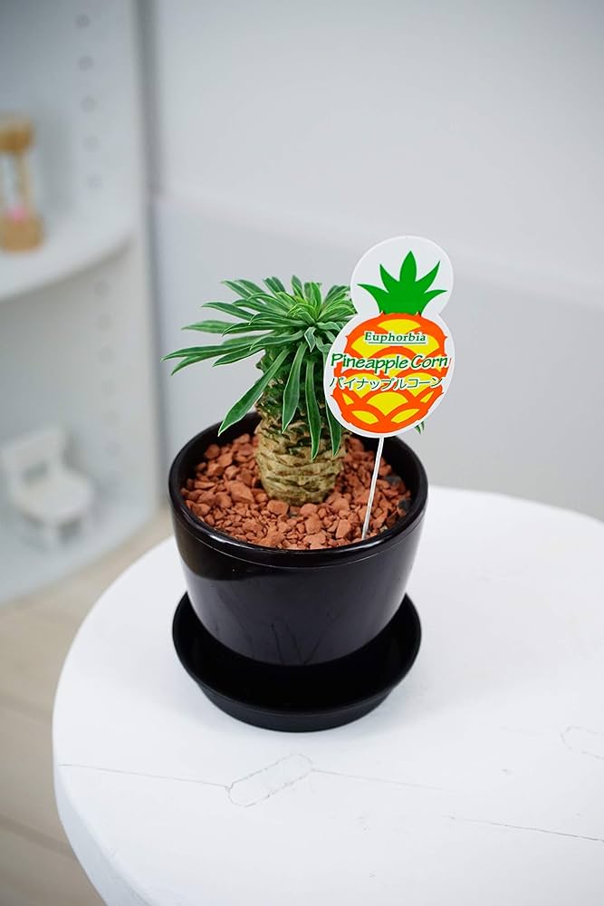 71JpPrk8YcL._AC_UF1000,