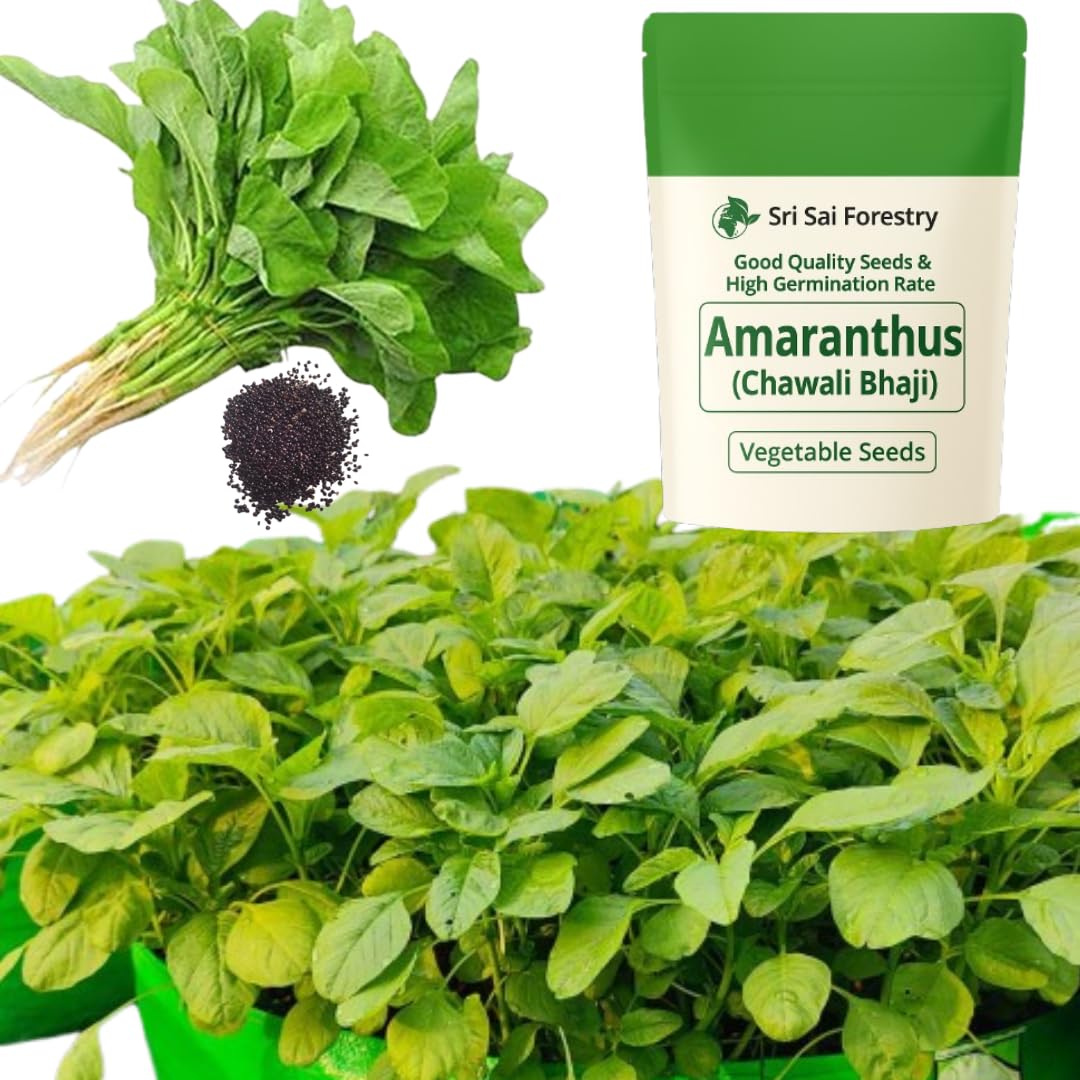 SRI SAI FORESTRY Green Amaranthus Seeds for Home Garden, Pack of 3000 Seed, Amaranth Leaf Chawli Thotakura Dantu Harive Soppu Sirukeerai-image-8
