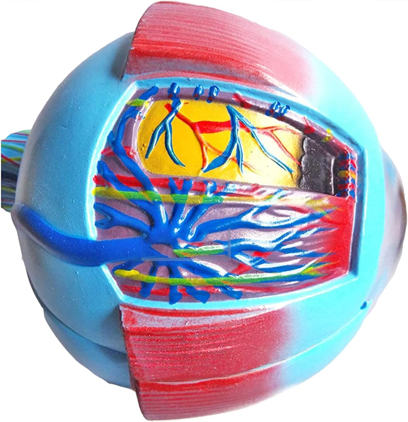Modèle anatomique du globe oculaire à grossissement 6X, modèle anatomiquement précis du globe oculaire Anatomie du globe oculaire humain, enseignement scolaire et utilisation de la recherche Anatomie