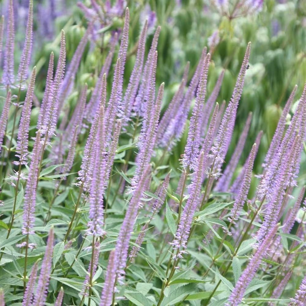 Plant Theory 9cm Pot Veronicastrum Virginicum Fascination Culvers Root Perennial
