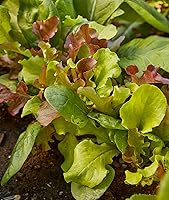 Vista 5 de Burpee Sweet Salad Mix Mesclun Seeds 750 semillas