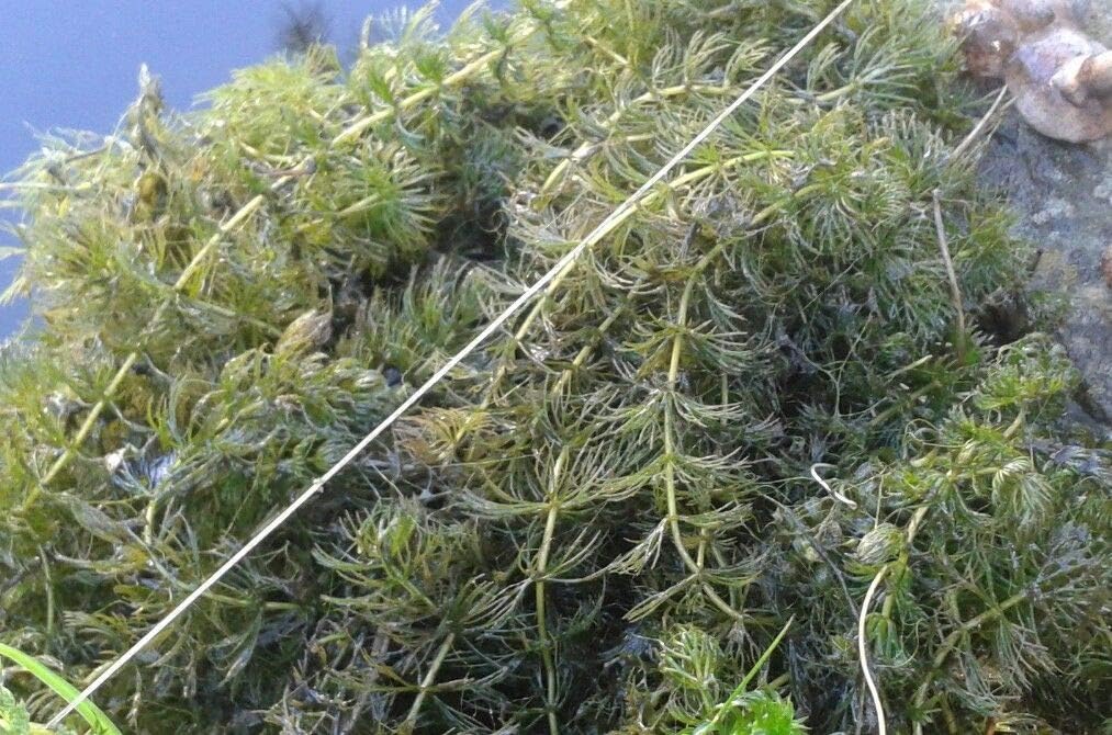 Portal Cool Oxygenating Pond Plants Amazon.co.uk Garden