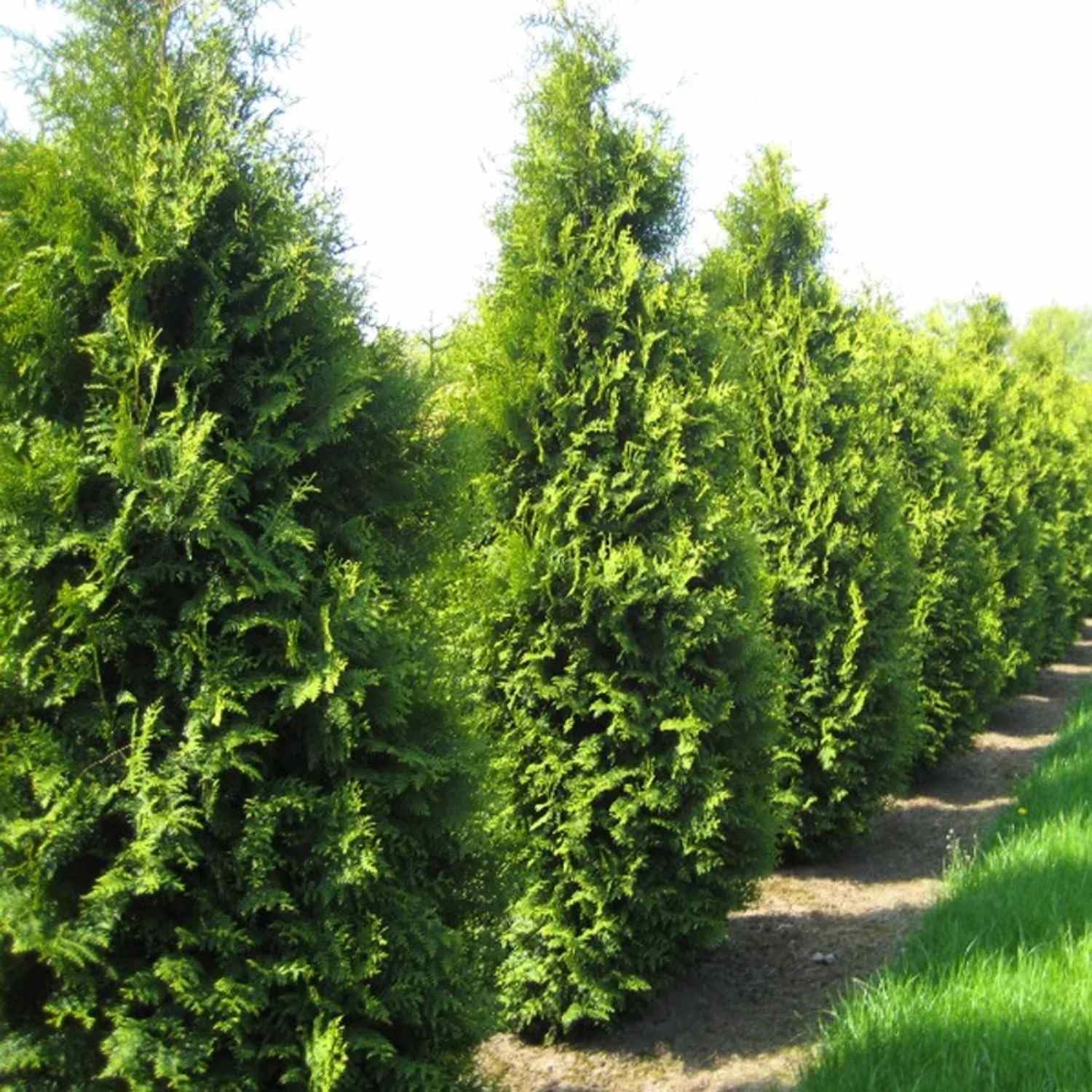 Amazon.com : 40 Giant Thuja Tree Seeds for Planting - American Arborvitae,  Thuja occidentalis - Privacy or Landscaping Tree : Patio, Lawn & Garden