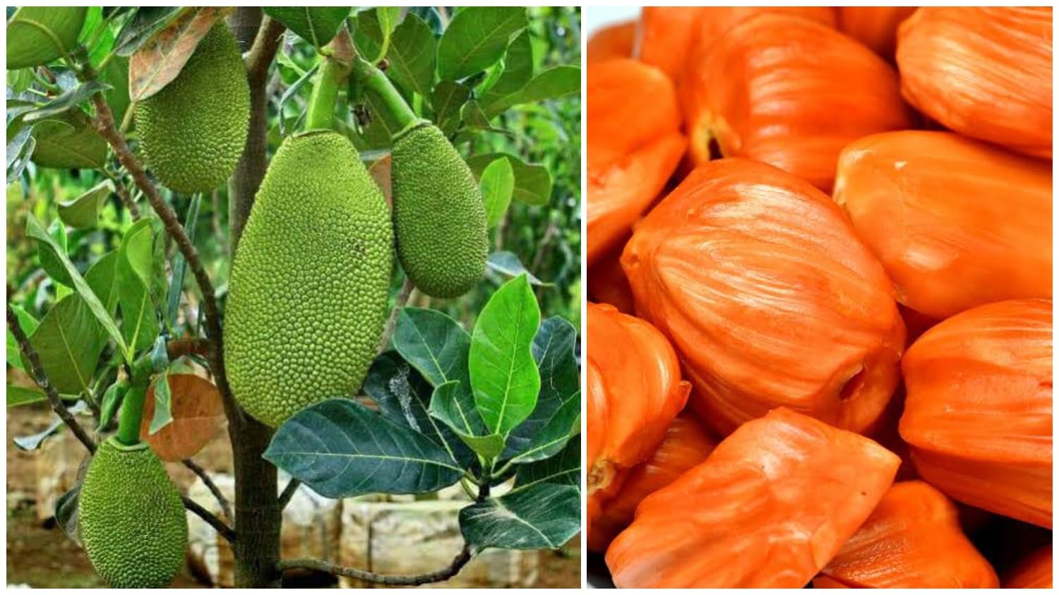 AR PLANT Thailand Pink Jackfruit Plant. 1 Live Grafted Pink Jackfruit Kathal/Echar/Vegetable Plants (1.5-2ft) (B0DB2NBDNS) Amazon Price History, Amazon Price Tracker