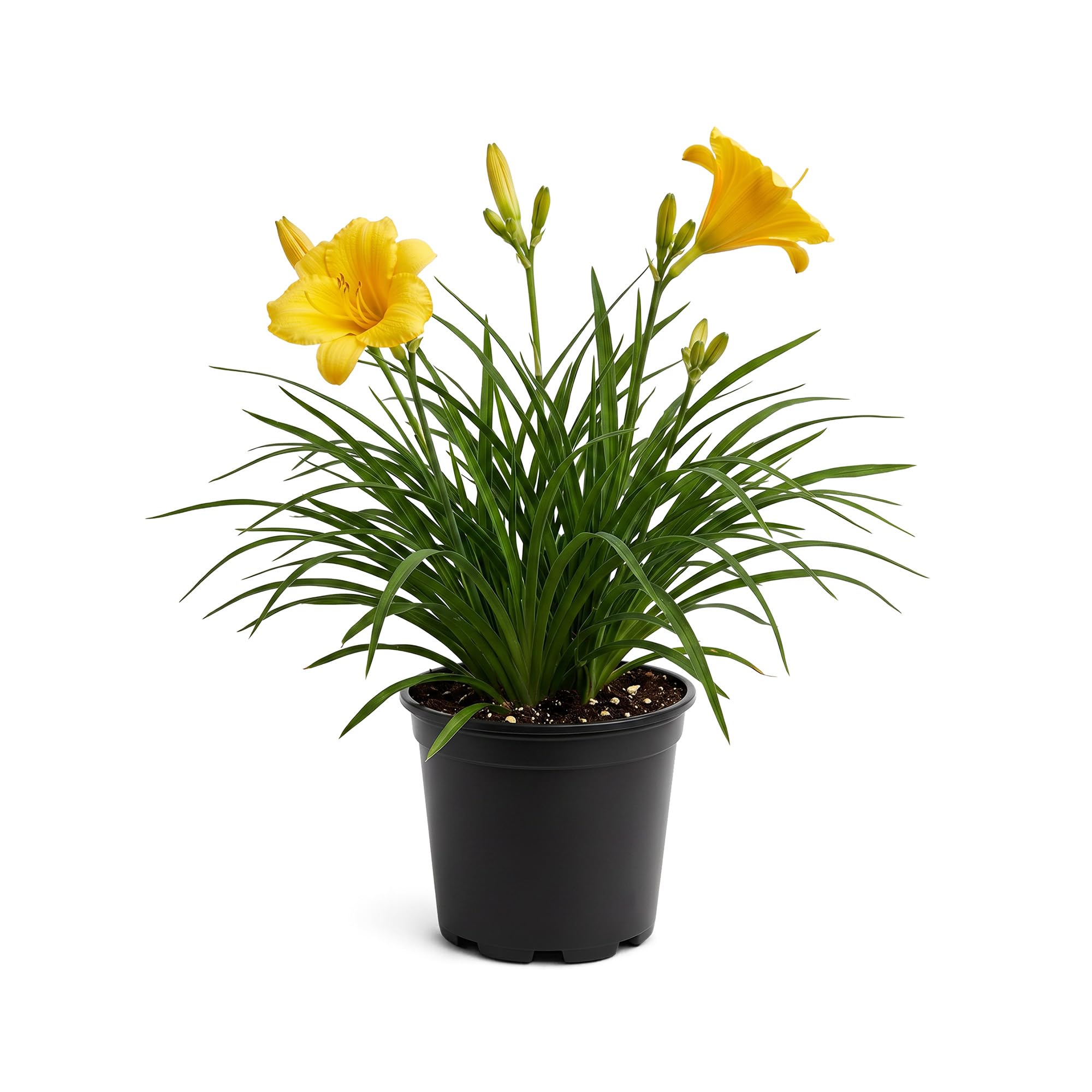 Live Daylily - Yellow/Orange Blooms, 12\