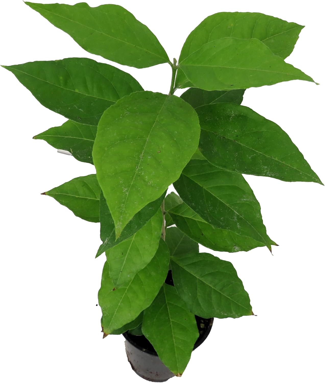 Peanut Butter Fruit Plant -Bunchosia Argentea - Houseplant/Outdoors - 4" Pot