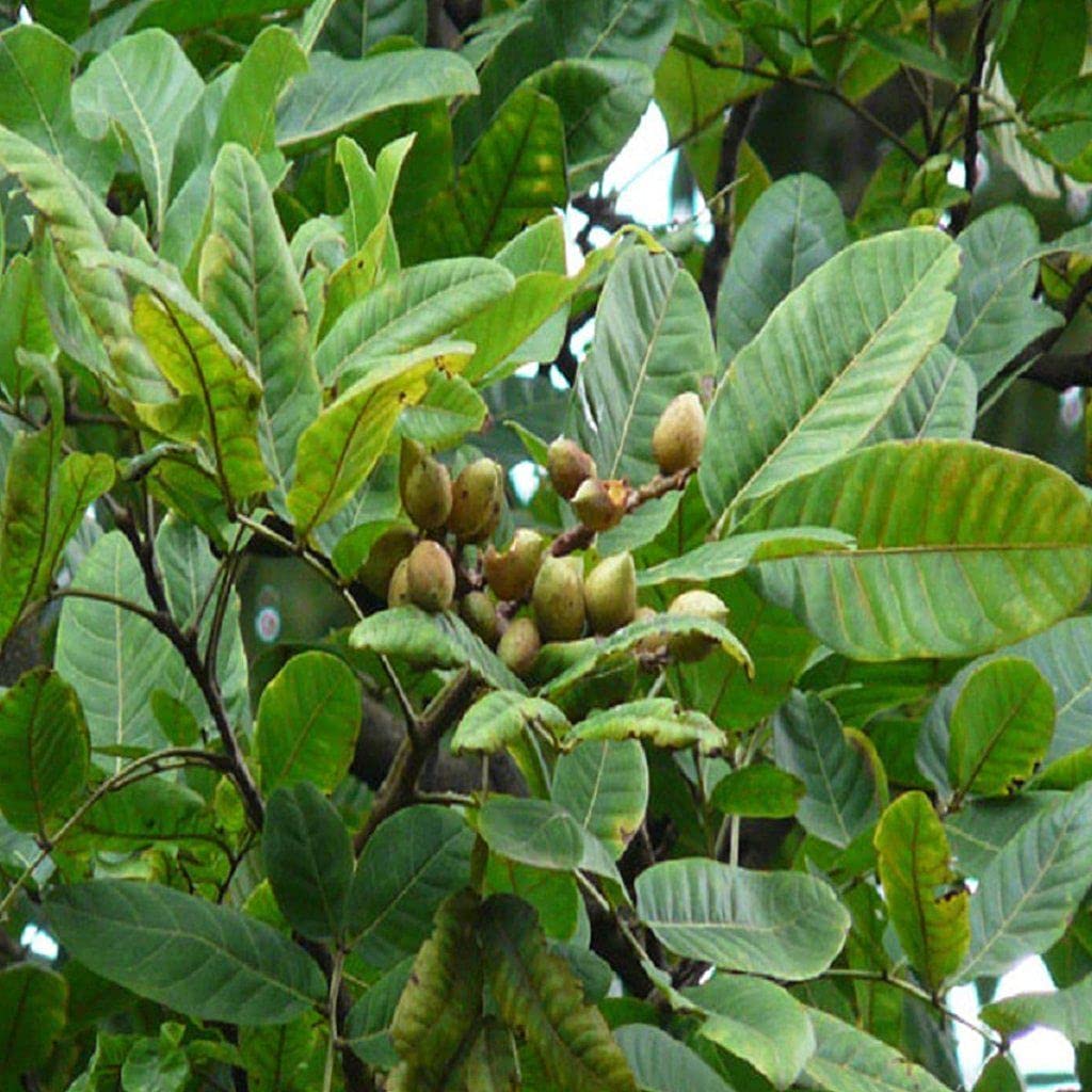 Kapebonavista Ceylon oak Schleichera oleosa Kusum plant : Amazon.in ...