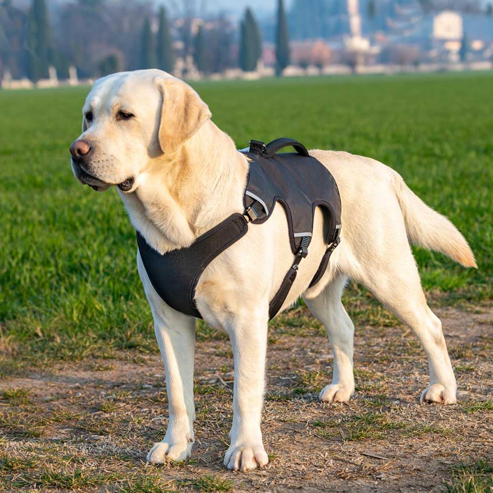 Arnés para perros NIKITA FASHION S, transpirable, acolchado y ajustable | Arnés acolchado y reflectante para comodidad, control y seguridad en paseos, senderismo y actividades al aire libre