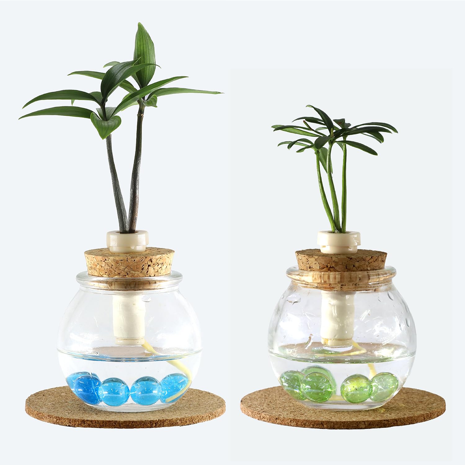 ニホンジカ 幼体 頭部剥製｜ガラス目｜木製台座14×20cm｜インテリア Amazon｜日本古来の植物「良縁を結ぶ ご神木 梛(ナギ)の木」「槇(マキ