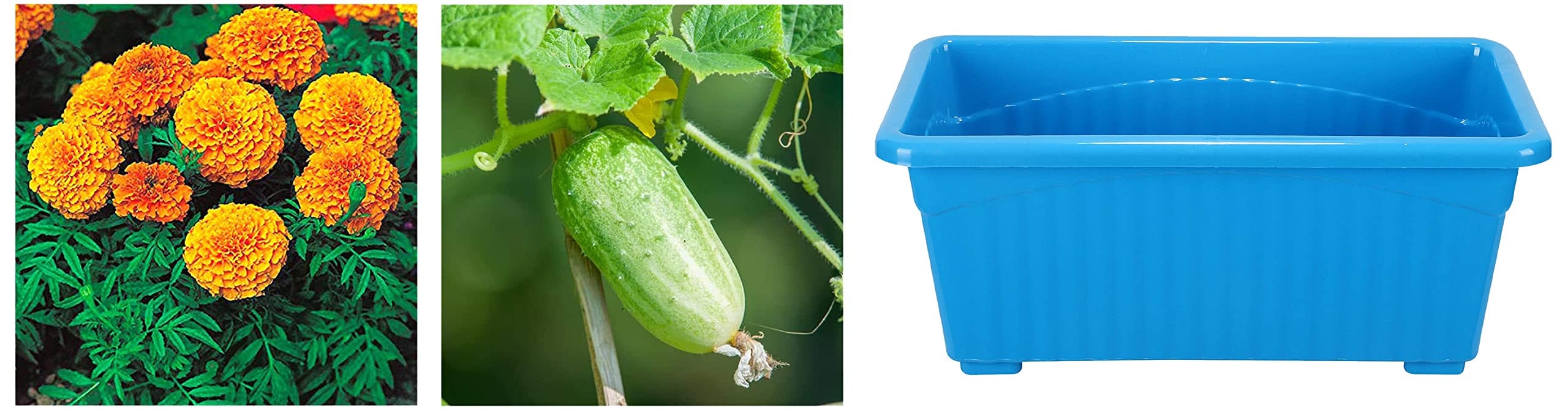 Kraft Seeds! Summer Vegetable Seeds @ Cucumber F-1 Hybrid – 1gm to grow in Your Home & kitchen garden on this summer&Kraft Seeds African Marigold Flower &Kraft Seeds Window Planter Bold Jupiter (B0BC9NCS5X) Amazon Price History, Amazon Price Tracker