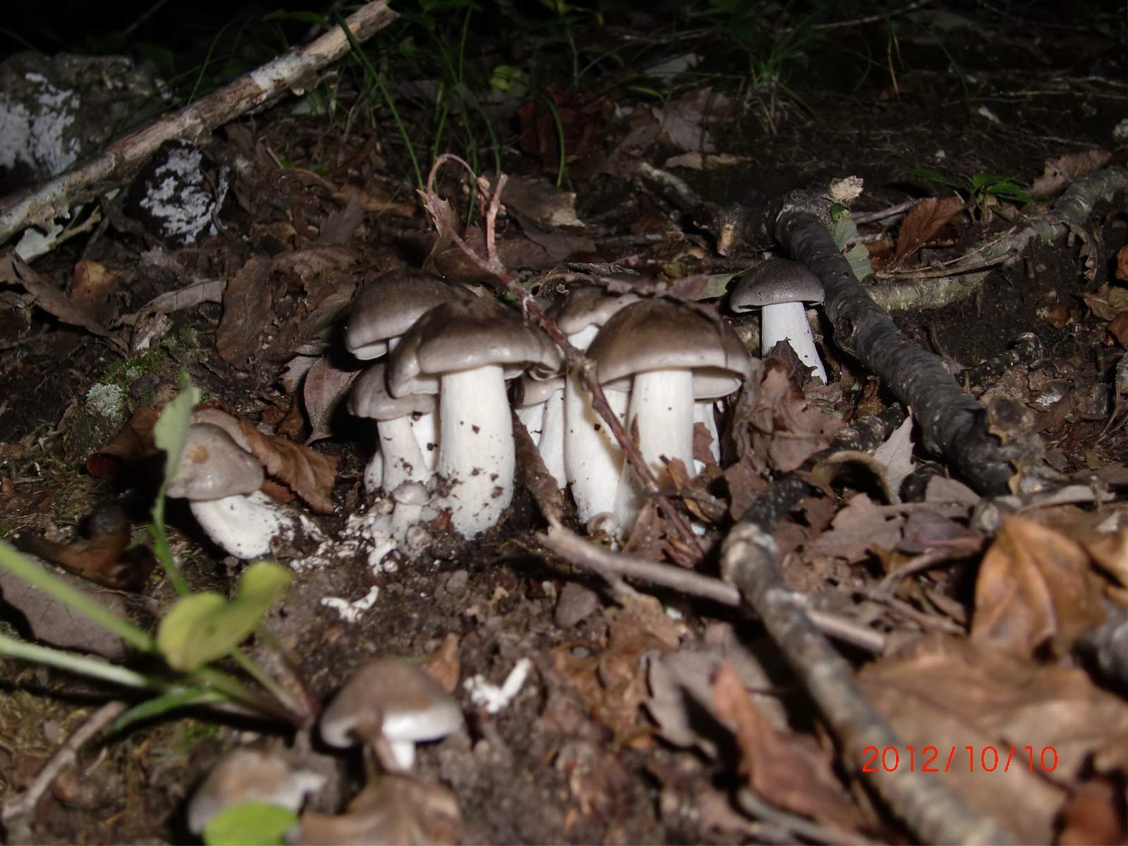 Amazon.co.jp: 【国産】【天然】きのこ シモフリシメジ (黒シメジ・銀