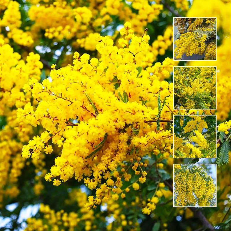 5Pcs Perennial Golden Mimosa Seeds for Planting-Non-GMO Heirloom Plant Seeds Garden Outdoor