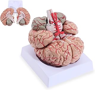 Human Brain Model, Life Size 8-Part Anatomically Accurate Model of Brain,Anatomically Accurate Brain Model for Science Class Teaching Medical Model (8 Parts)