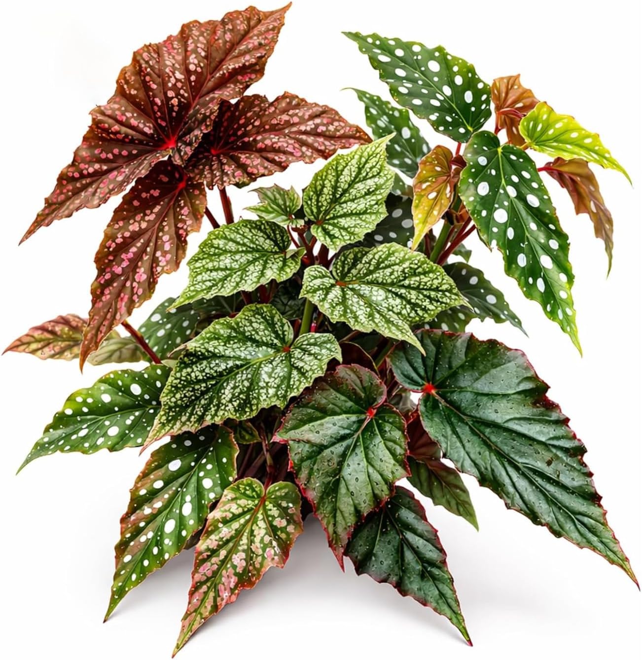 Live Angel Wing Begonia Plants - 5 Pack Assorted Varieties - Rooted Starter Cuttings - Rare Polka Dot Begonia Mix - Indoor Houseplant Collection - Easy Care - Ships in Moisture-Retaining Packaging